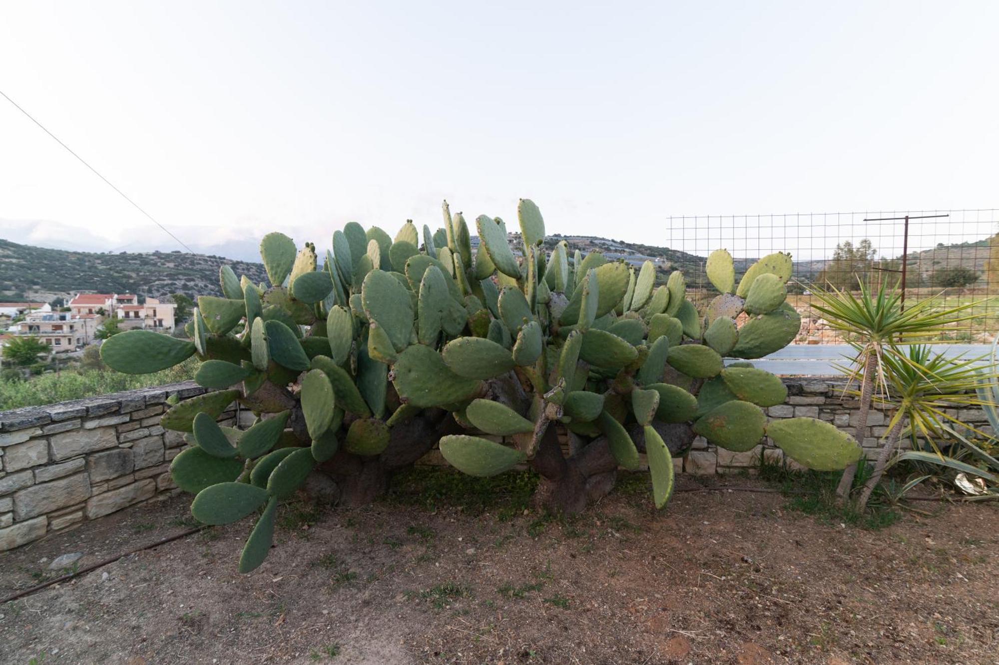Moírai Carob Villa מראה חיצוני תמונה